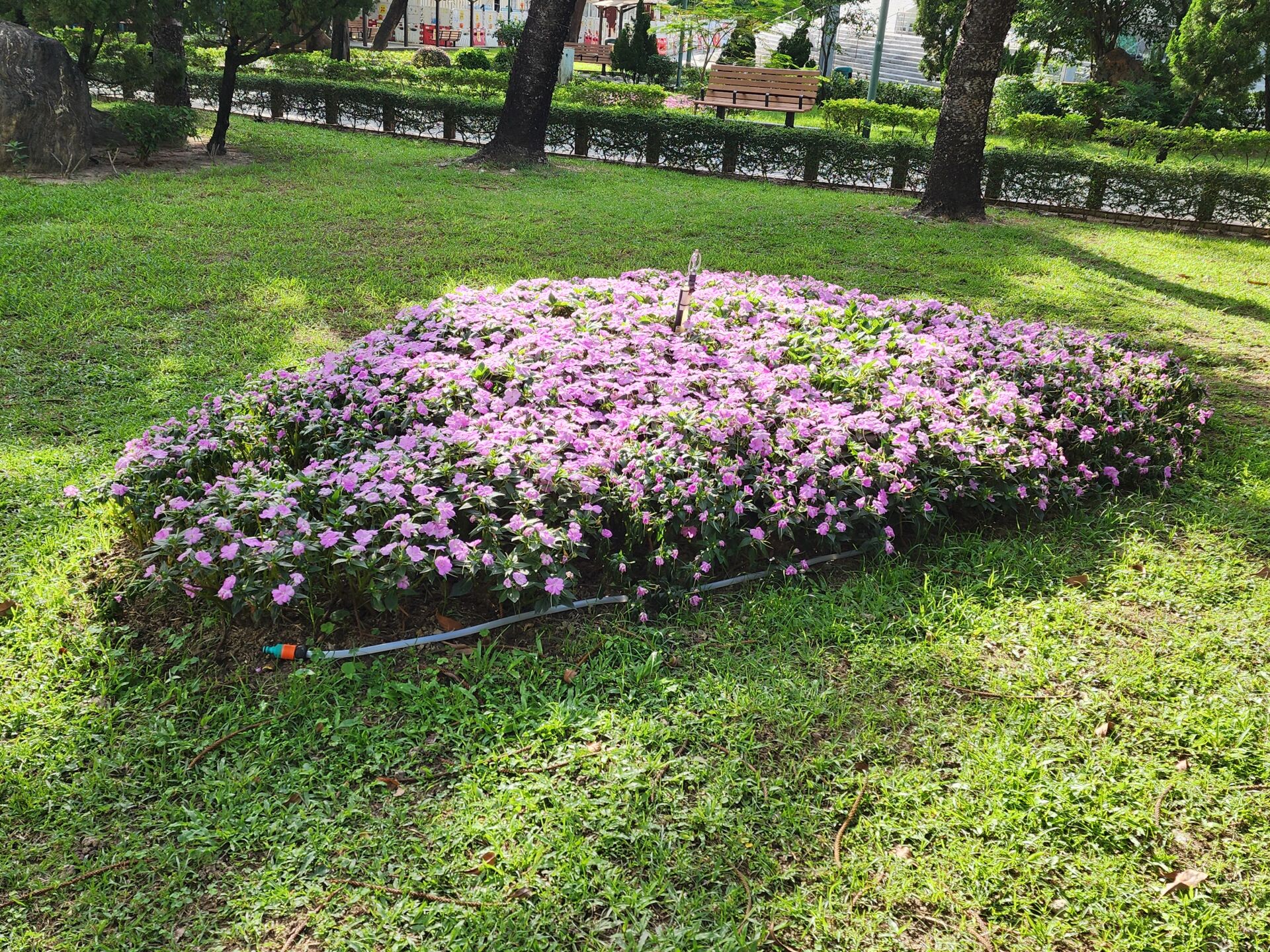 https://www.fa.gov.hk/鳳仙花