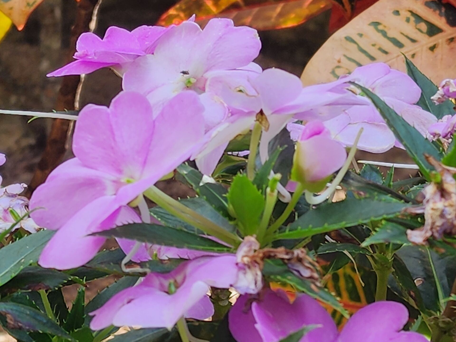 https://www.fa.gov.hk/鳳仙花