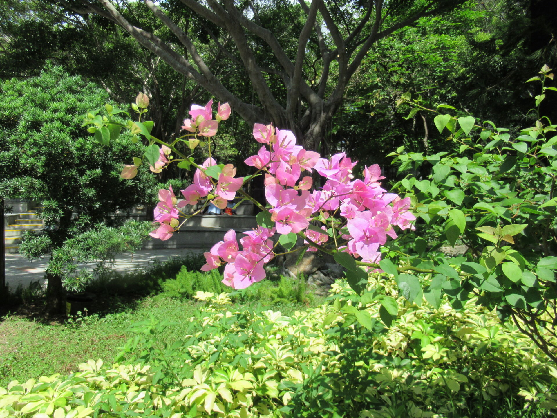 https://www.fa.gov.hk/葉子花(簕杜鵑)