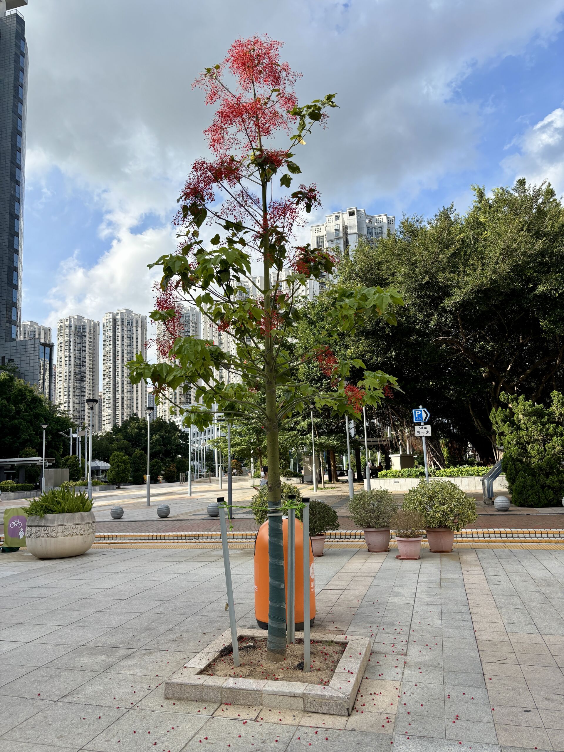 https://www.fa.gov.hk/槭葉蘋婆