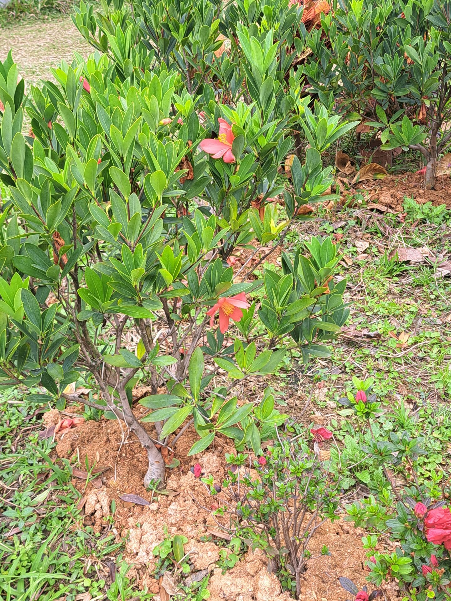 https://www.fa.gov.hk/杜鵑紅山茶