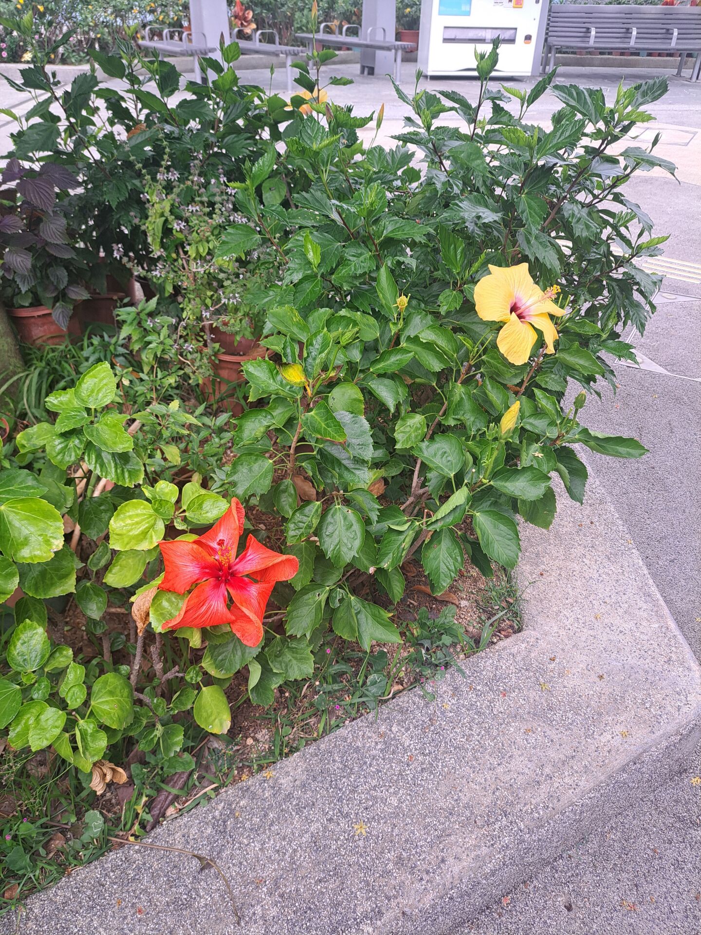 https://www.fa.gov.hk/朱槿(扶桑、大紅花)
