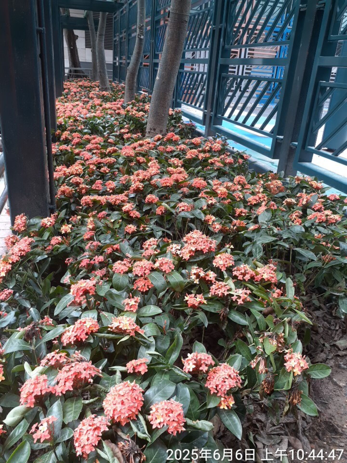 https://www.fa.gov.hk/龍船花