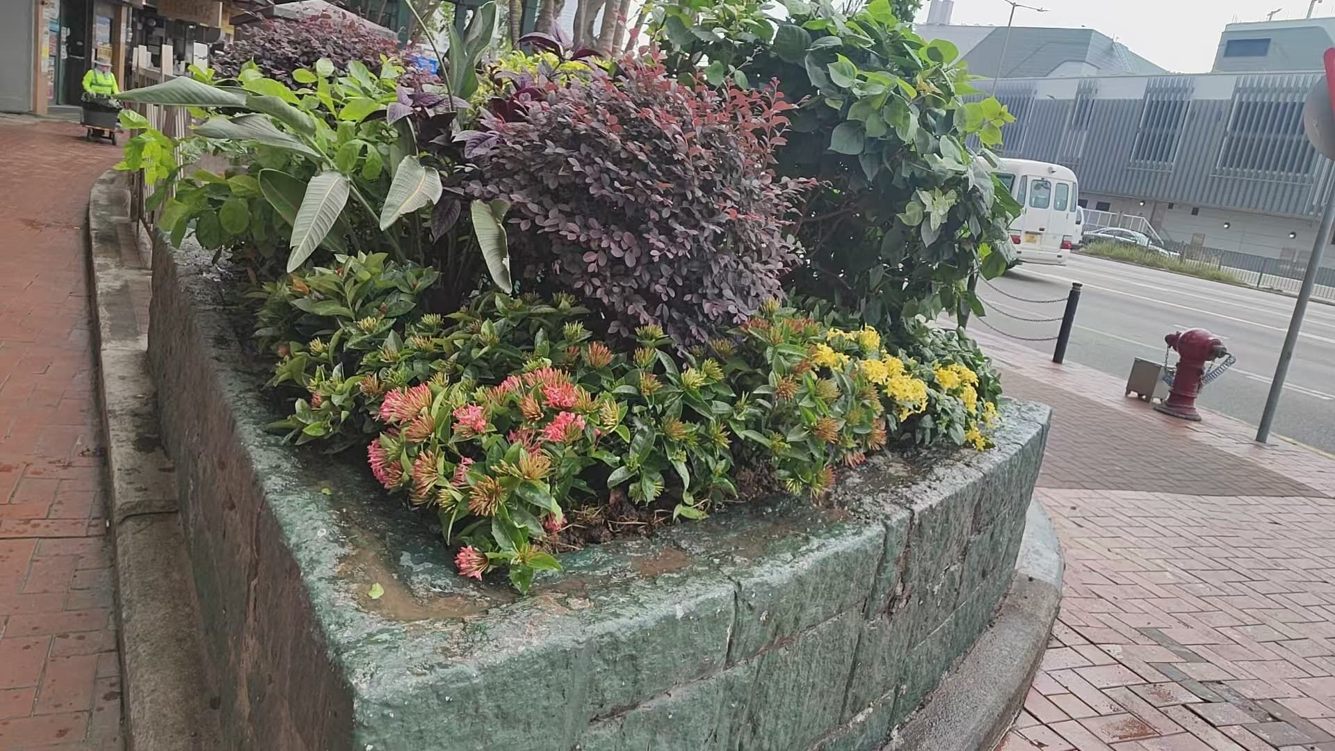 https://www.fa.gov.hk/龍船花