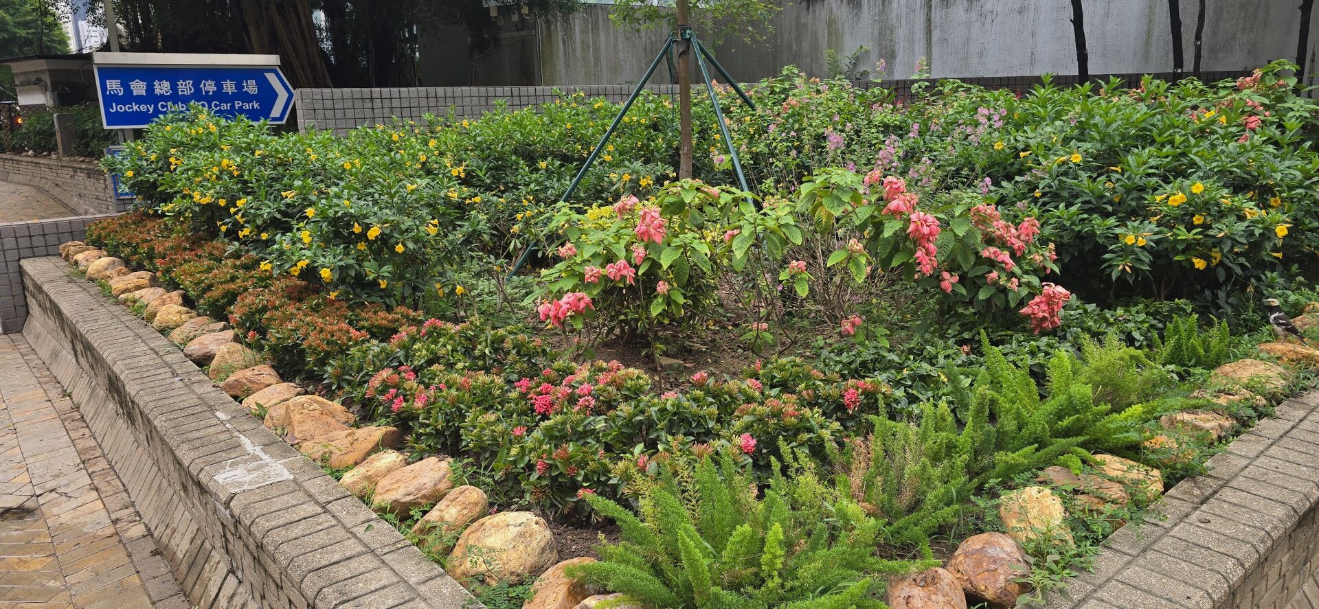https://www.fa.gov.hk/龍船花，黃蟬(硬枝黃蟬)，粉葉金花(粉紙扇)