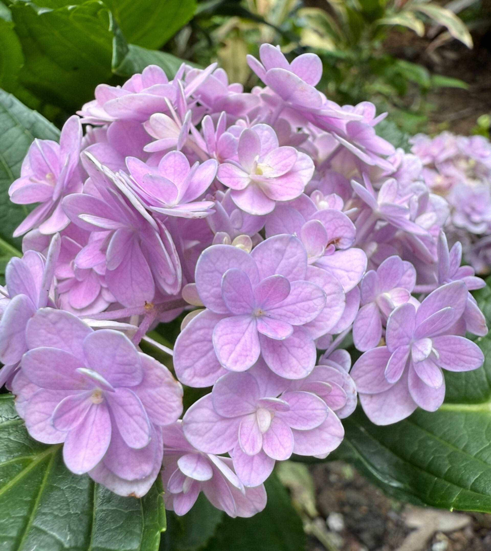 https://www.fa.gov.hk/繡球花