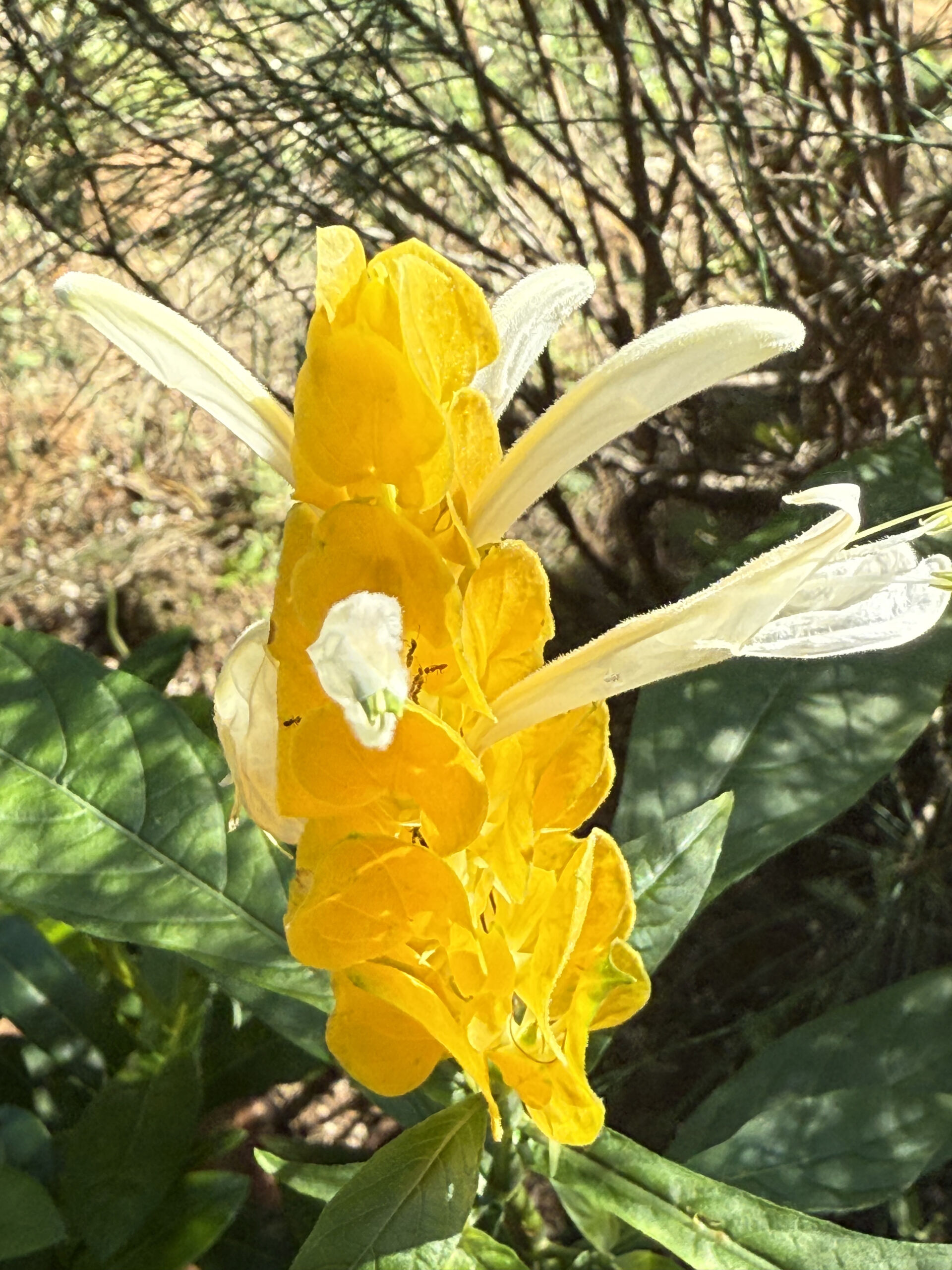 https://www.fa.gov.hk/金苞花(黃花鴨咀)