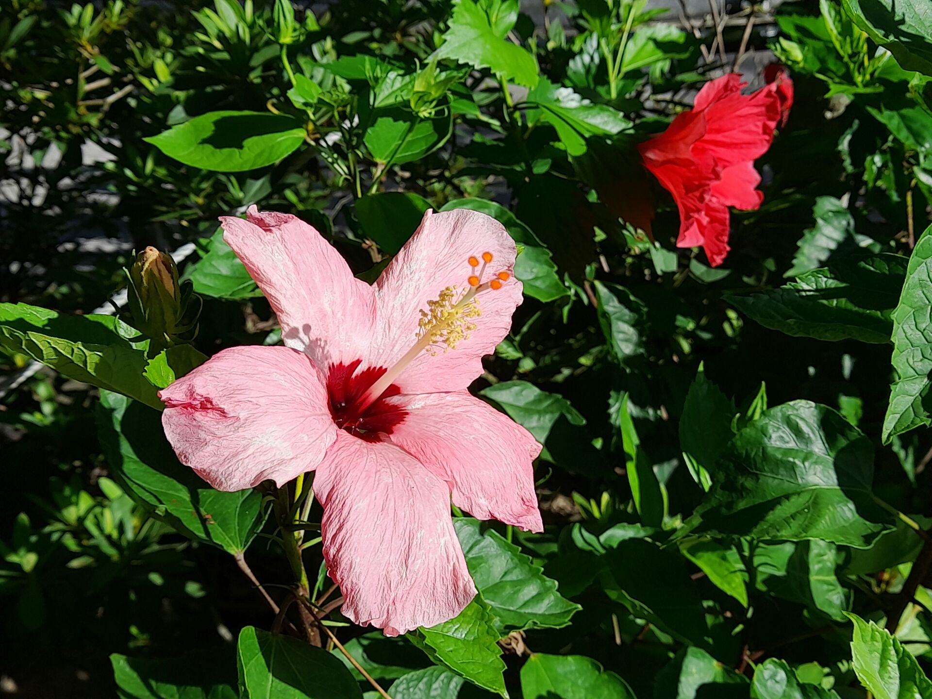 https://www.fa.gov.hk/朱槿(扶桑、大紅花)