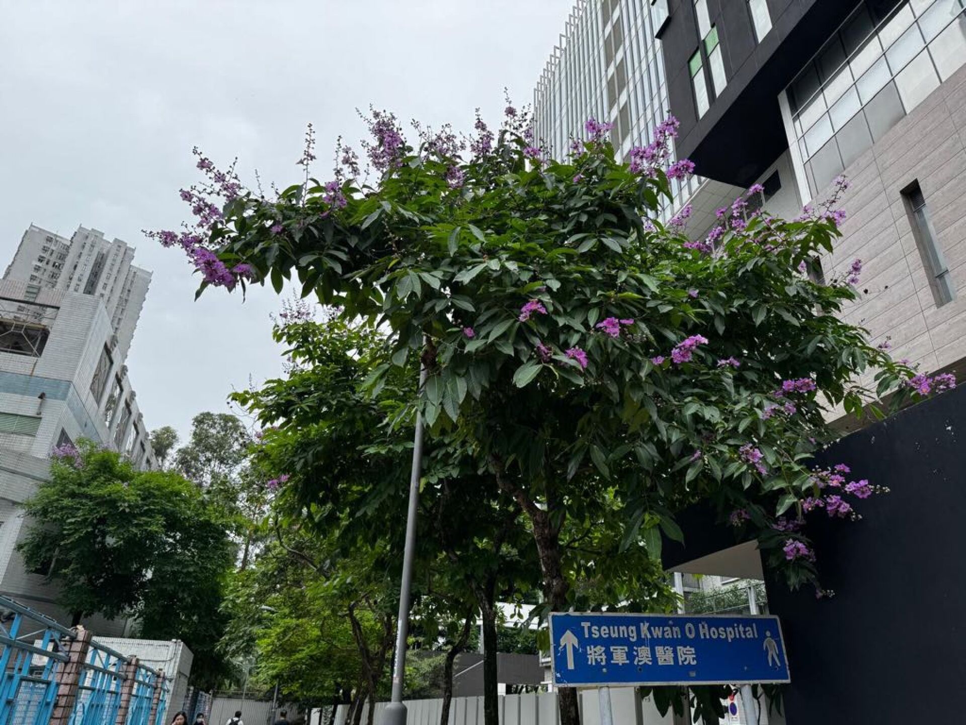 https://www.fa.gov.hk/大花紫薇(洋紫薇)