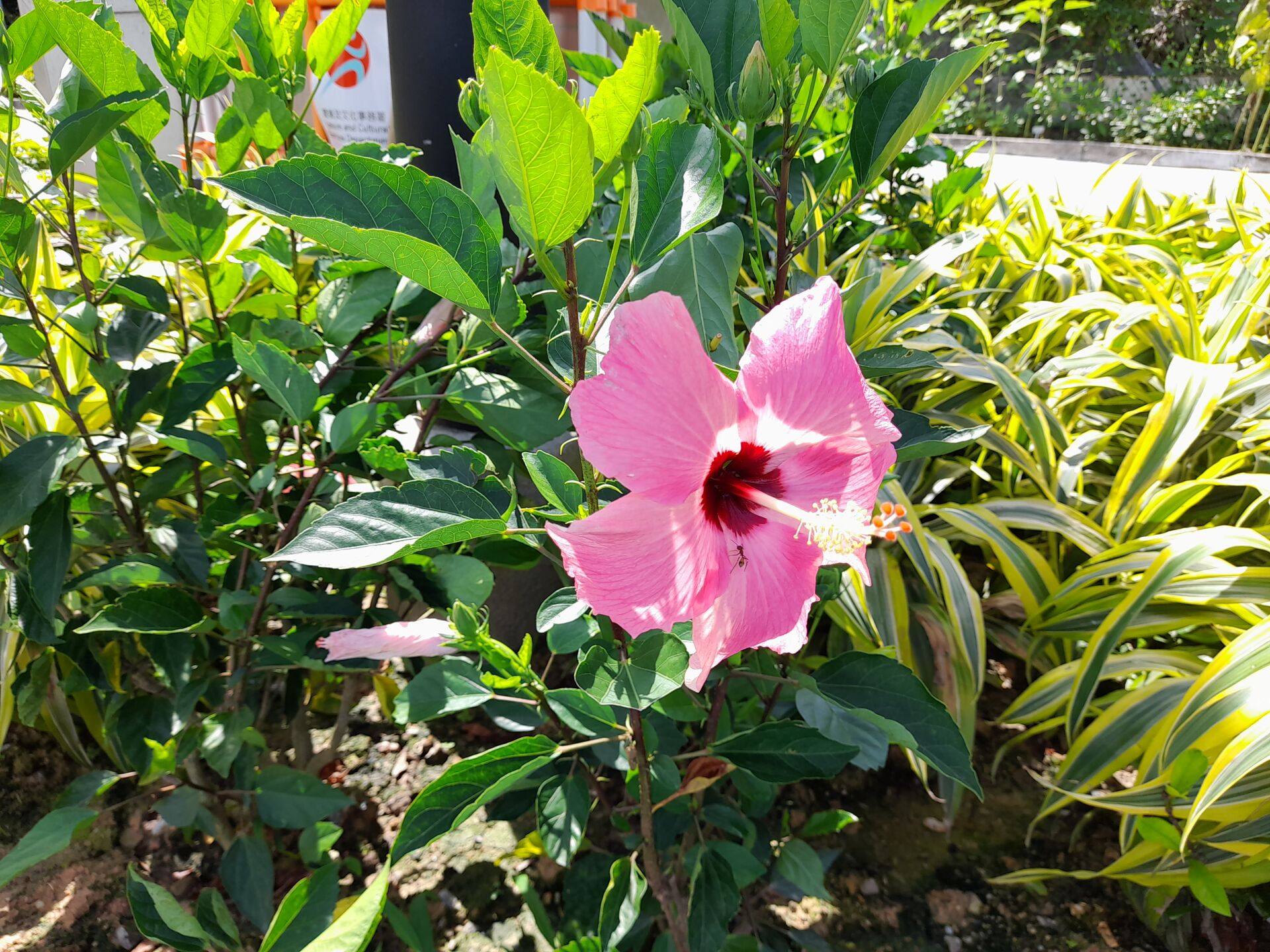 https://www.fa.gov.hk/朱槿(扶桑、大紅花)