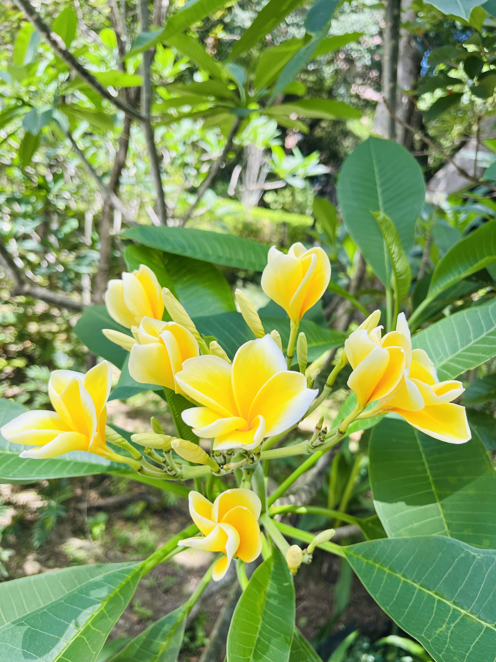 https://www.fa.gov.hk/雞蛋花