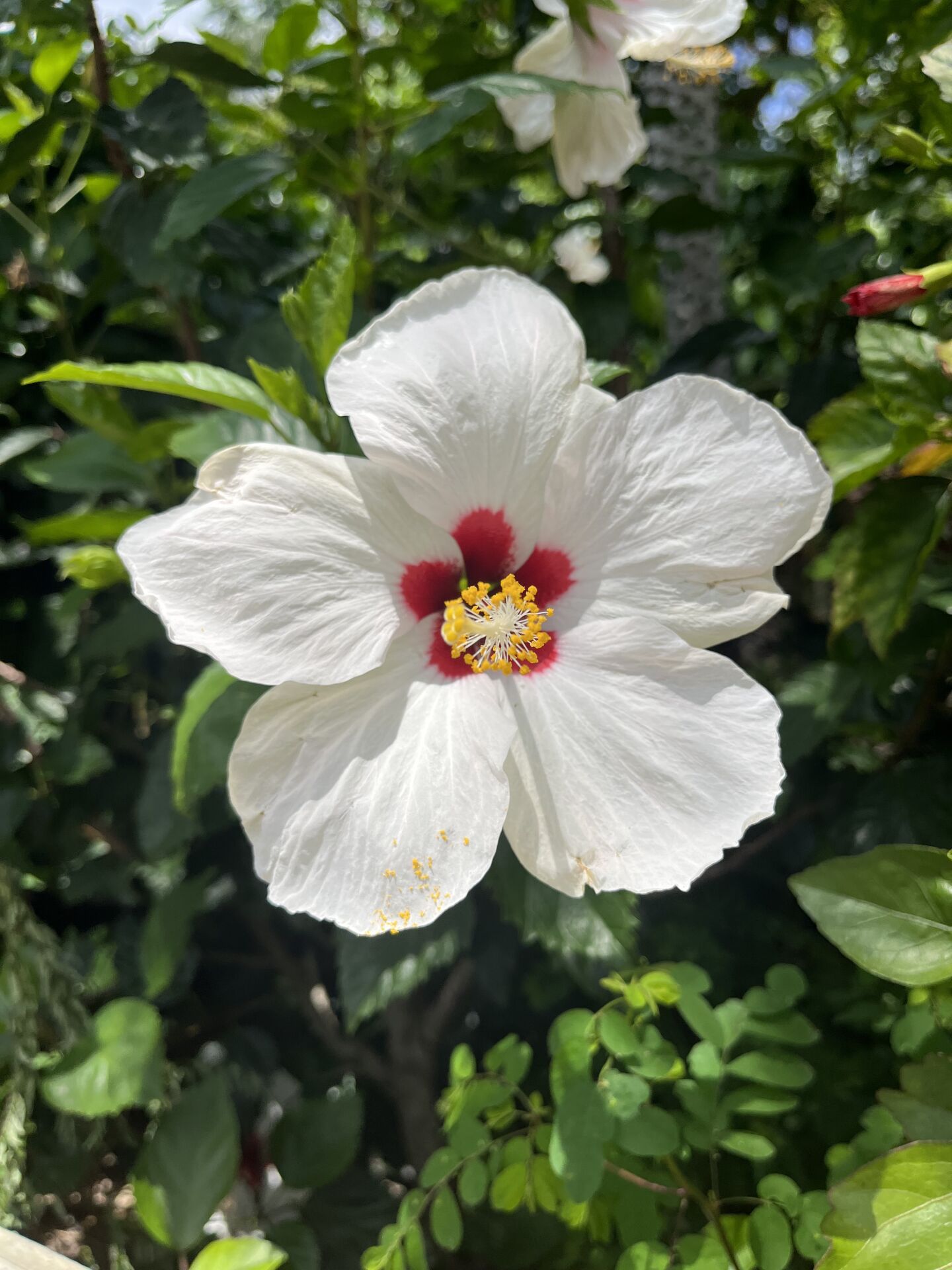 https://www.fa.gov.hk/朱槿(扶桑、大紅花)
