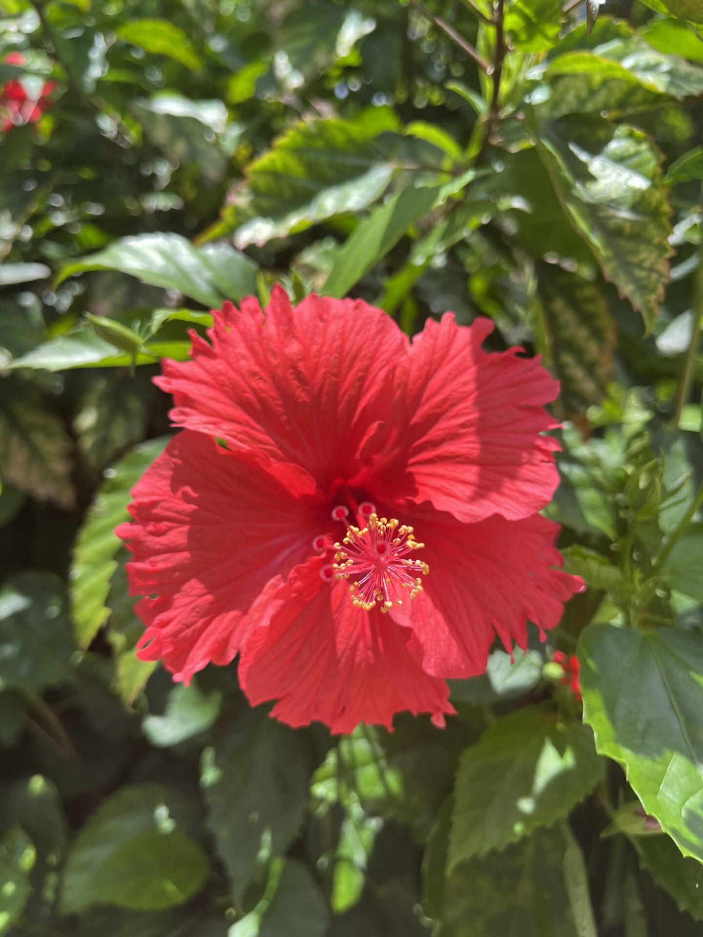 https://www.fa.gov.hk/朱槿(扶桑、大紅花)