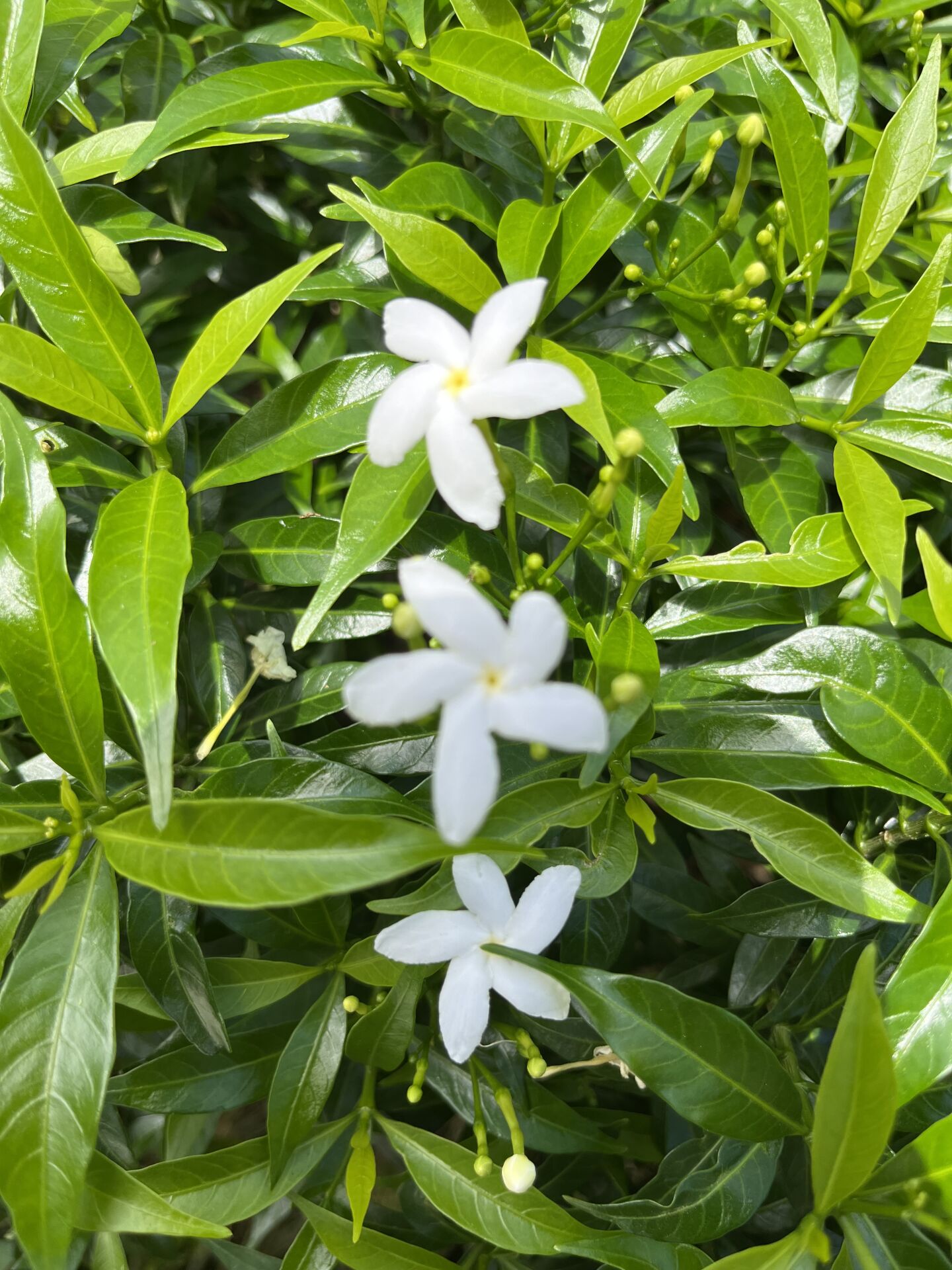 https://www.fa.gov.hk/珍珠狗牙花