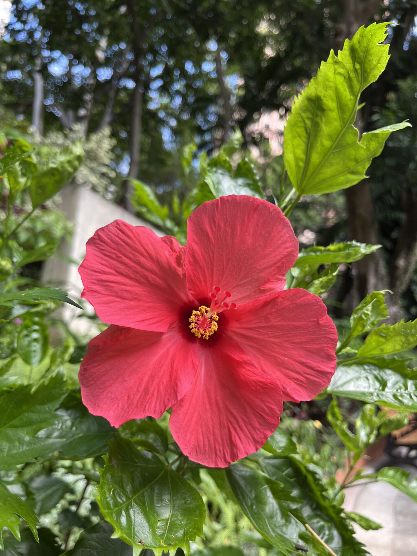 https://www.fa.gov.hk/朱槿(扶桑、大紅花)