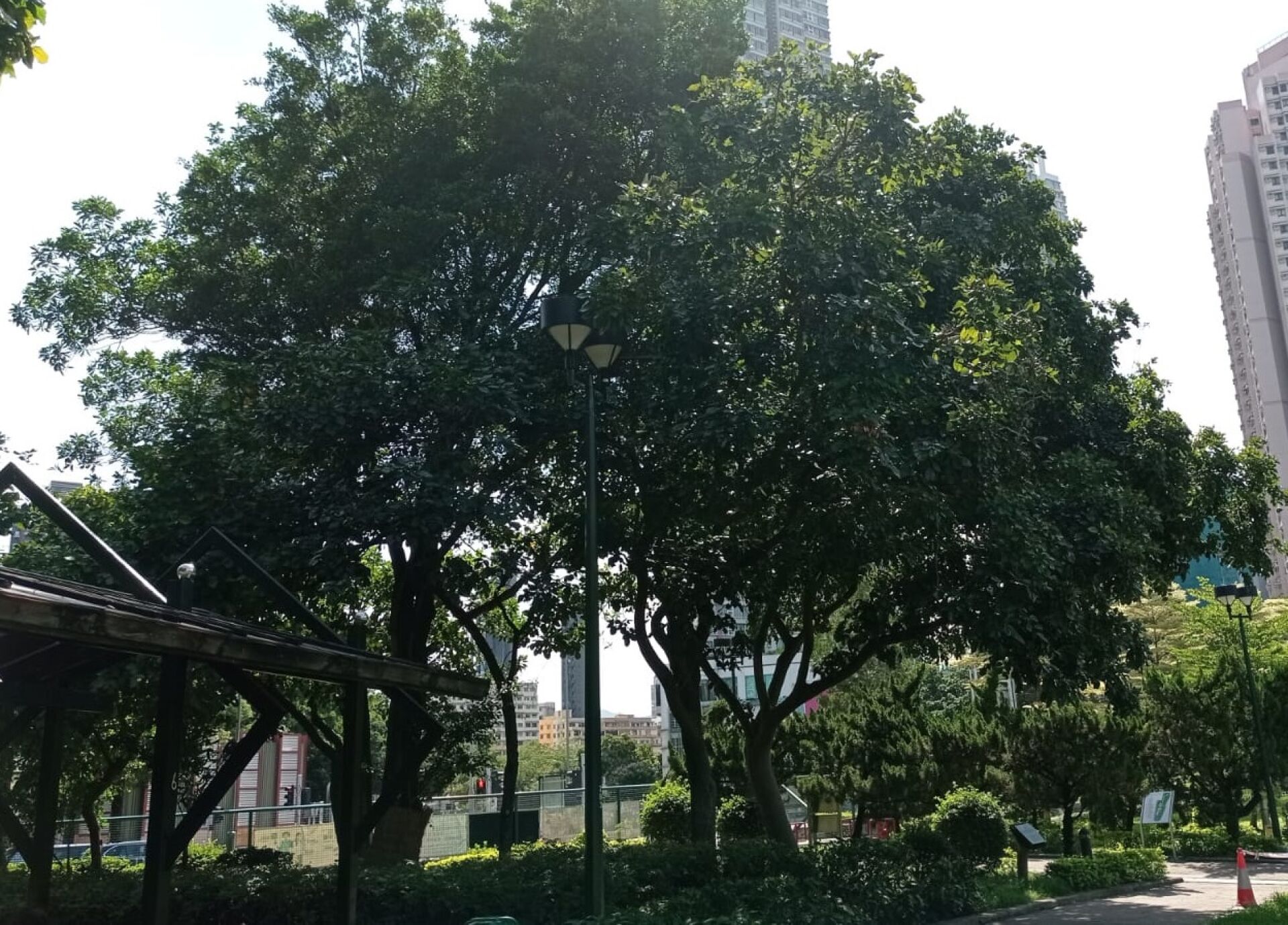 https://www.fa.gov.hk/水黃皮