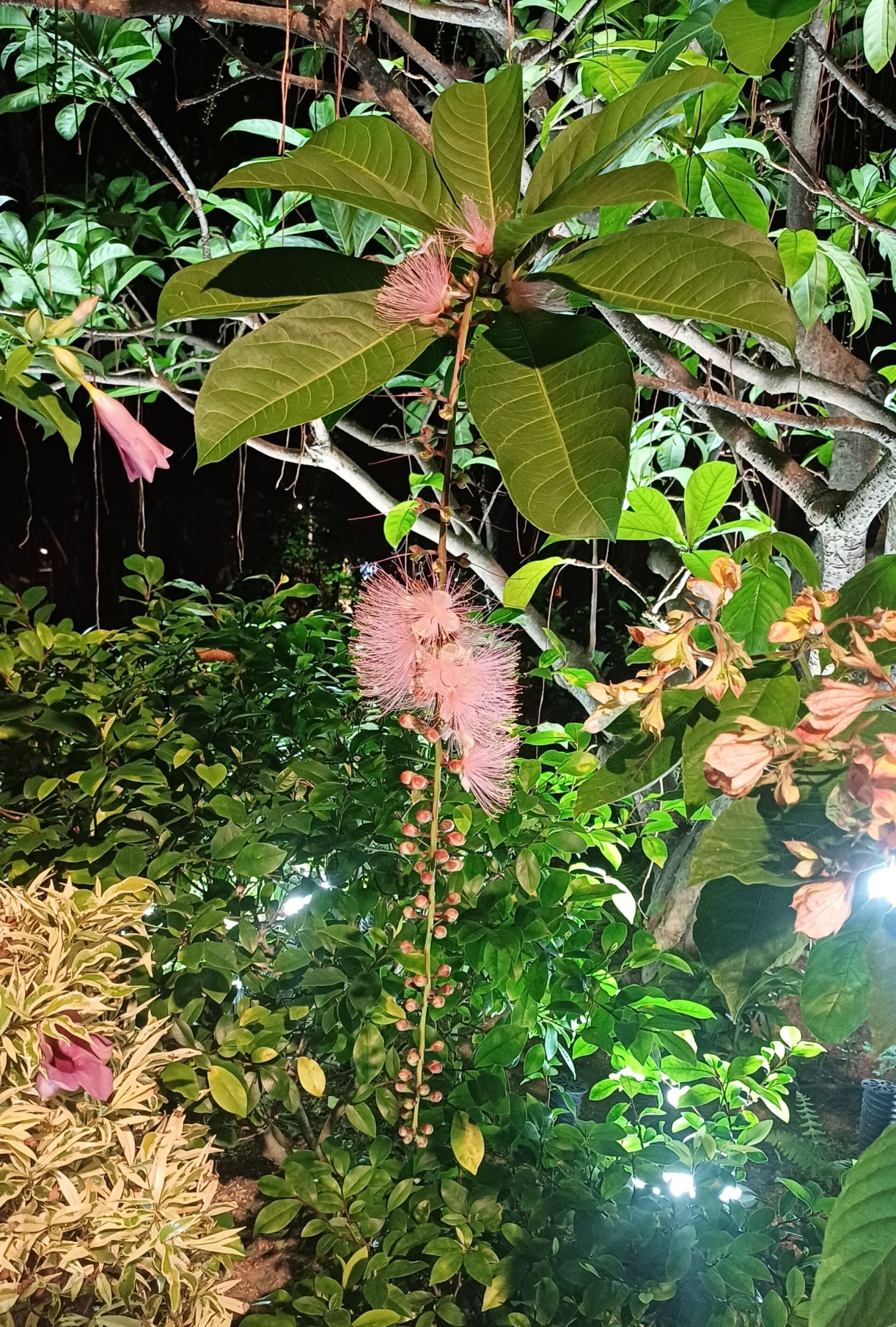 https://www.fa.gov.hk/穗花棋盤腳
