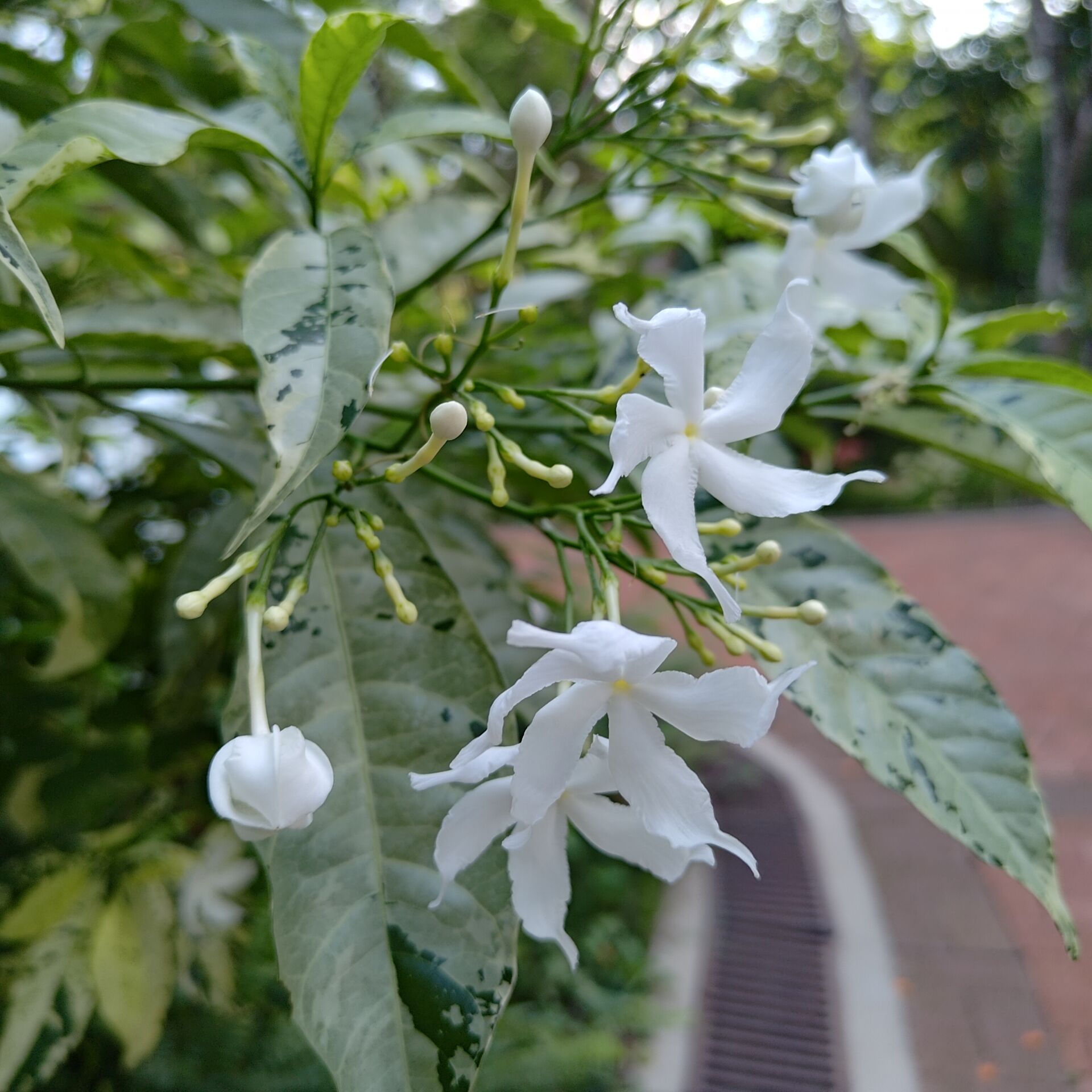 https://www.fa.gov.hk/花葉狗牙花