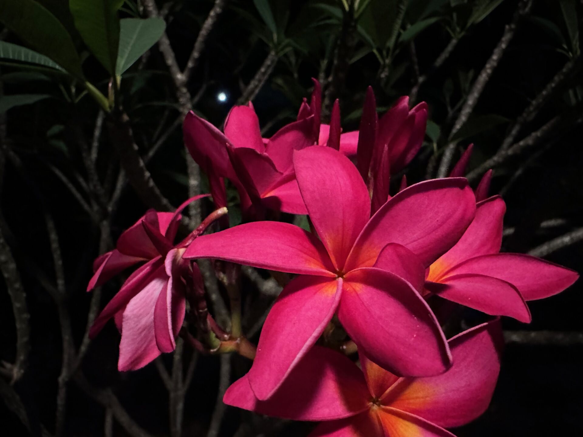 https://www.fa.gov.hk/紅雞蛋花