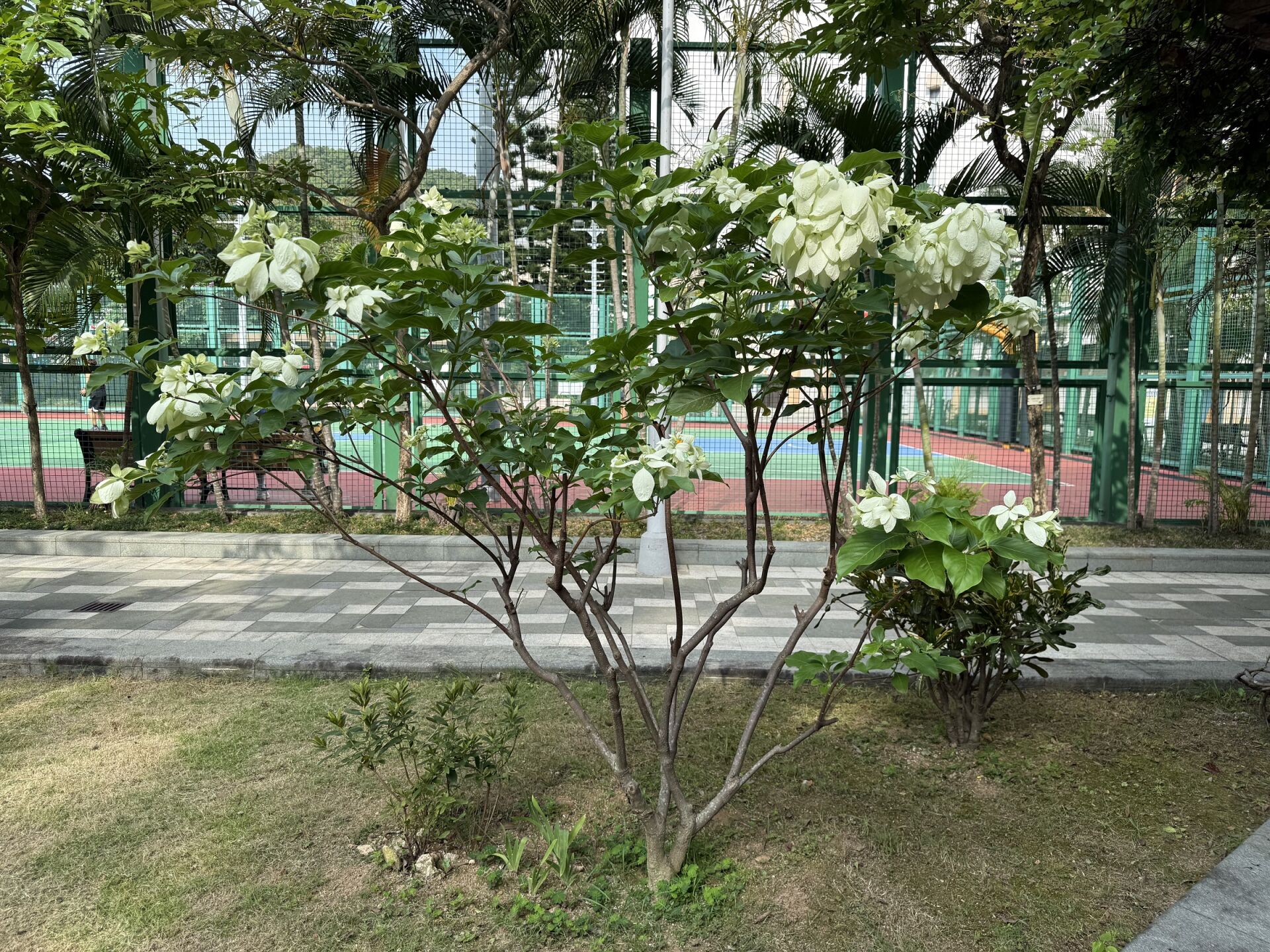 https://www.fa.gov.hk/白紙扇