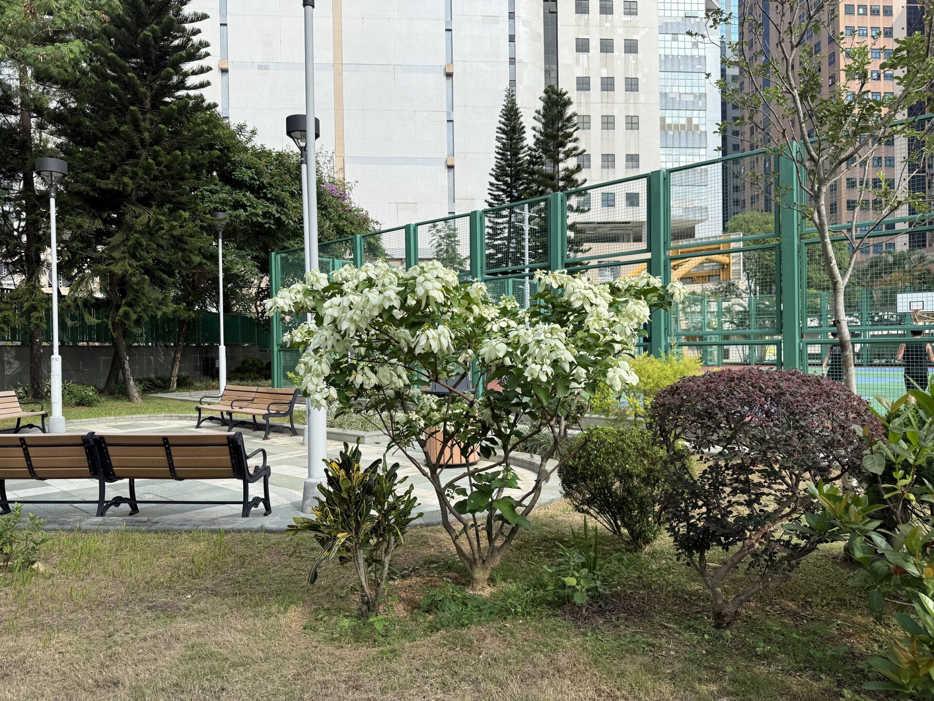 https://www.fa.gov.hk/白紙扇