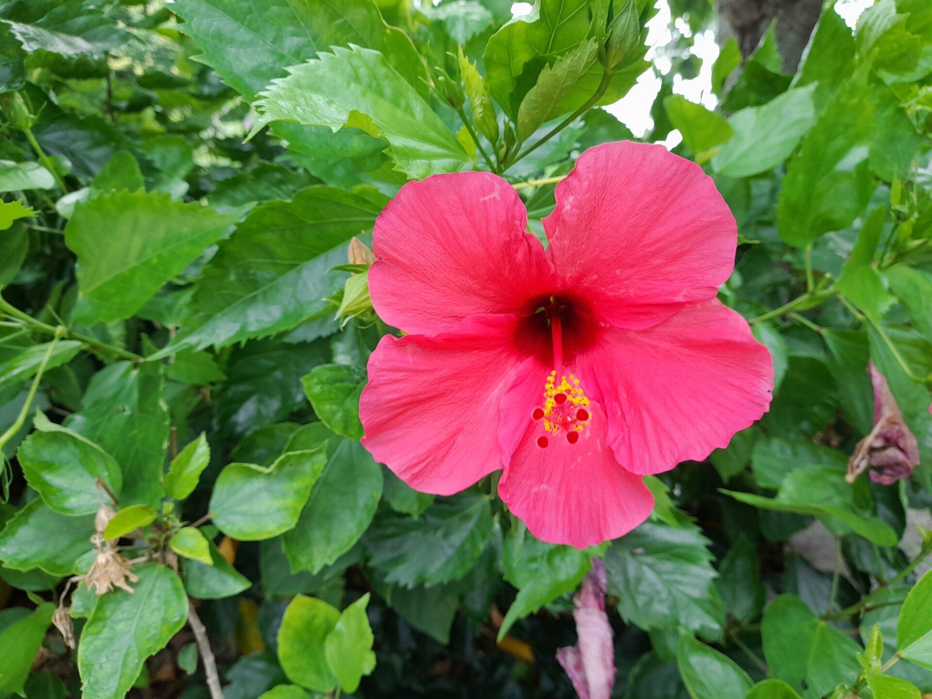 https://www.fa.gov.hk/朱槿(扶桑、大紅花)