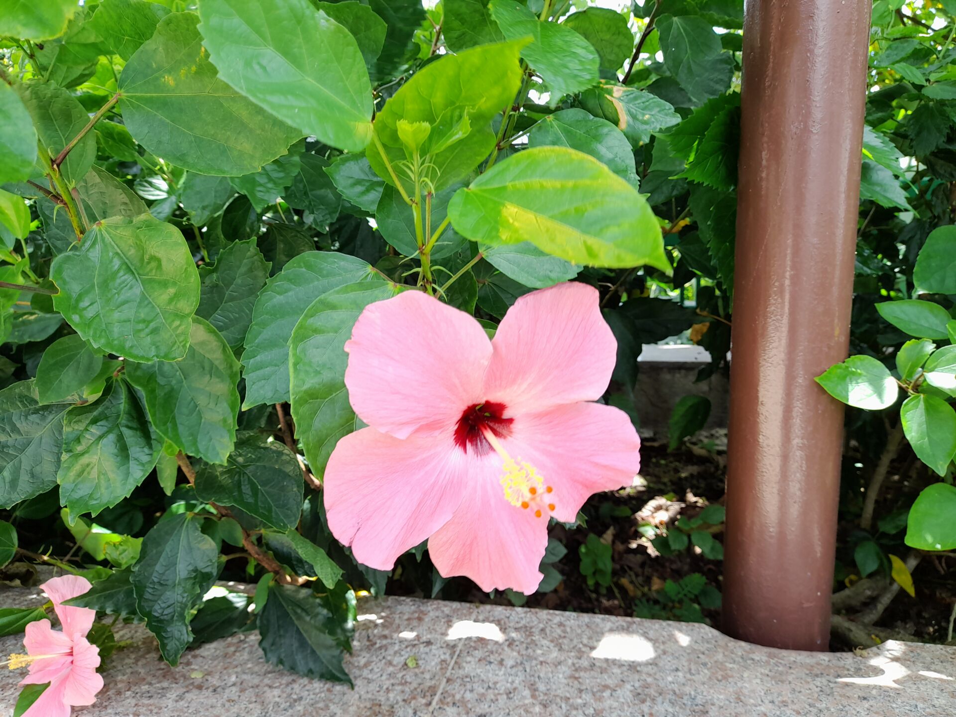 https://www.fa.gov.hk/朱槿(扶桑、大紅花)