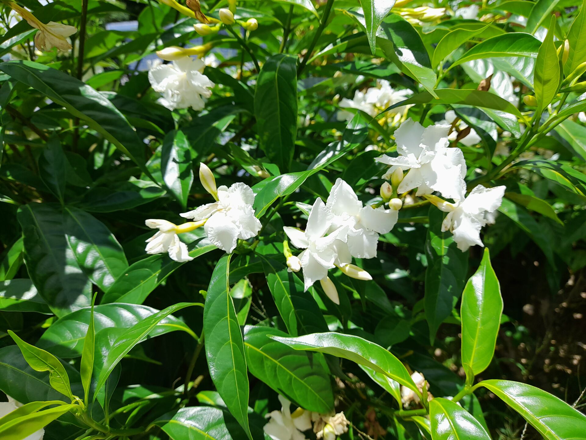 https://www.fa.gov.hk/狗牙花