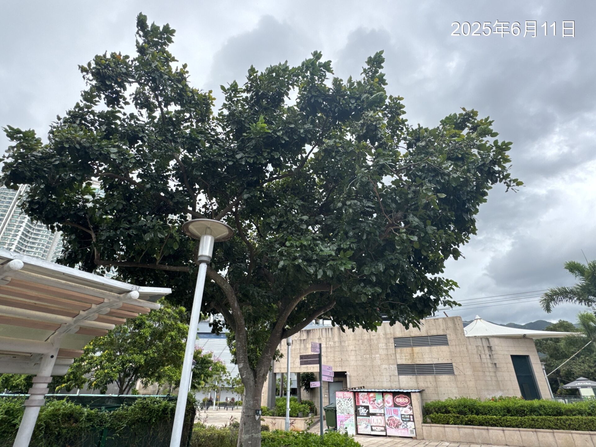 https://www.fa.gov.hk/Pongamia pinnata