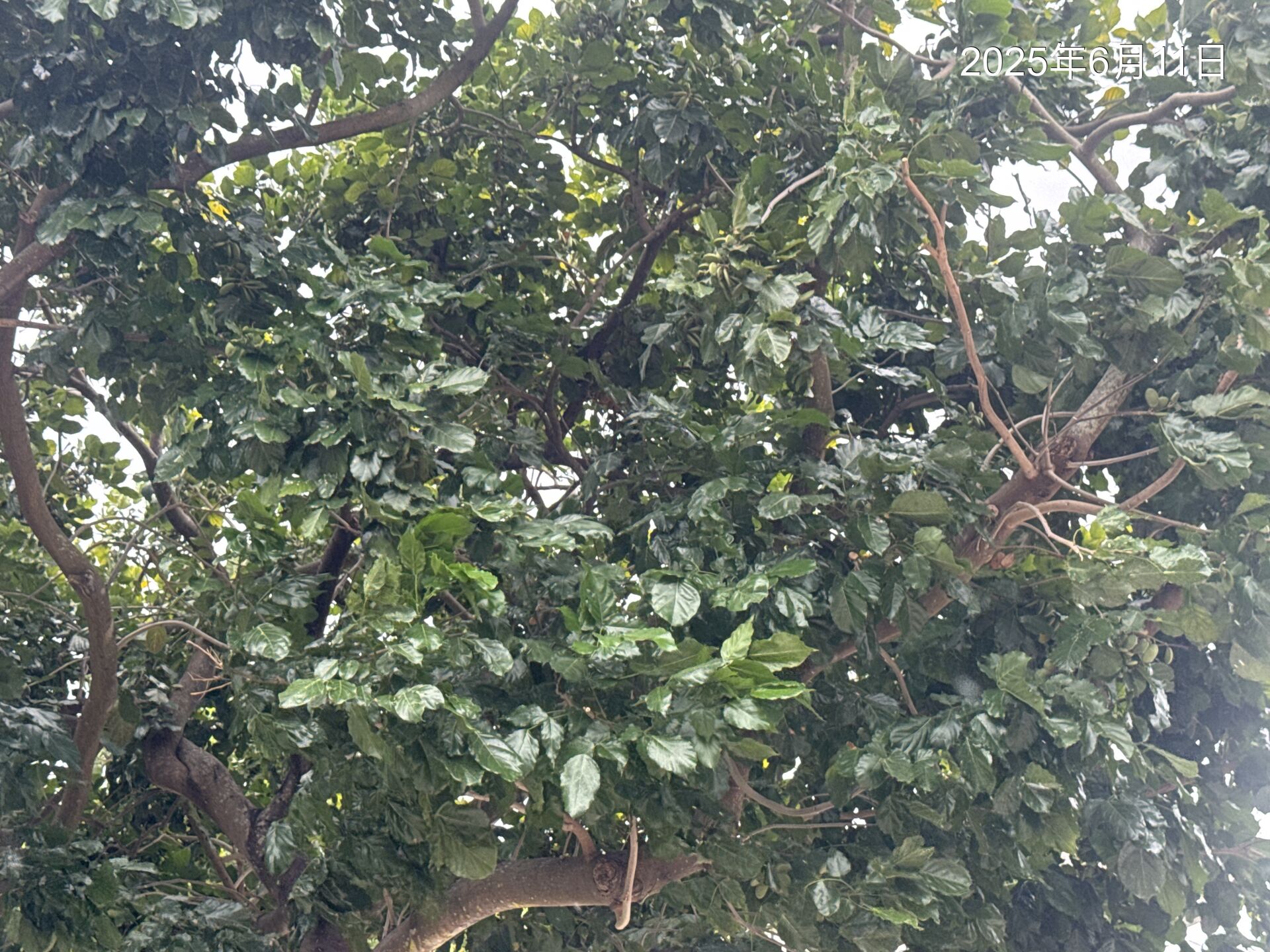 https://www.fa.gov.hk/Pongamia pinnata