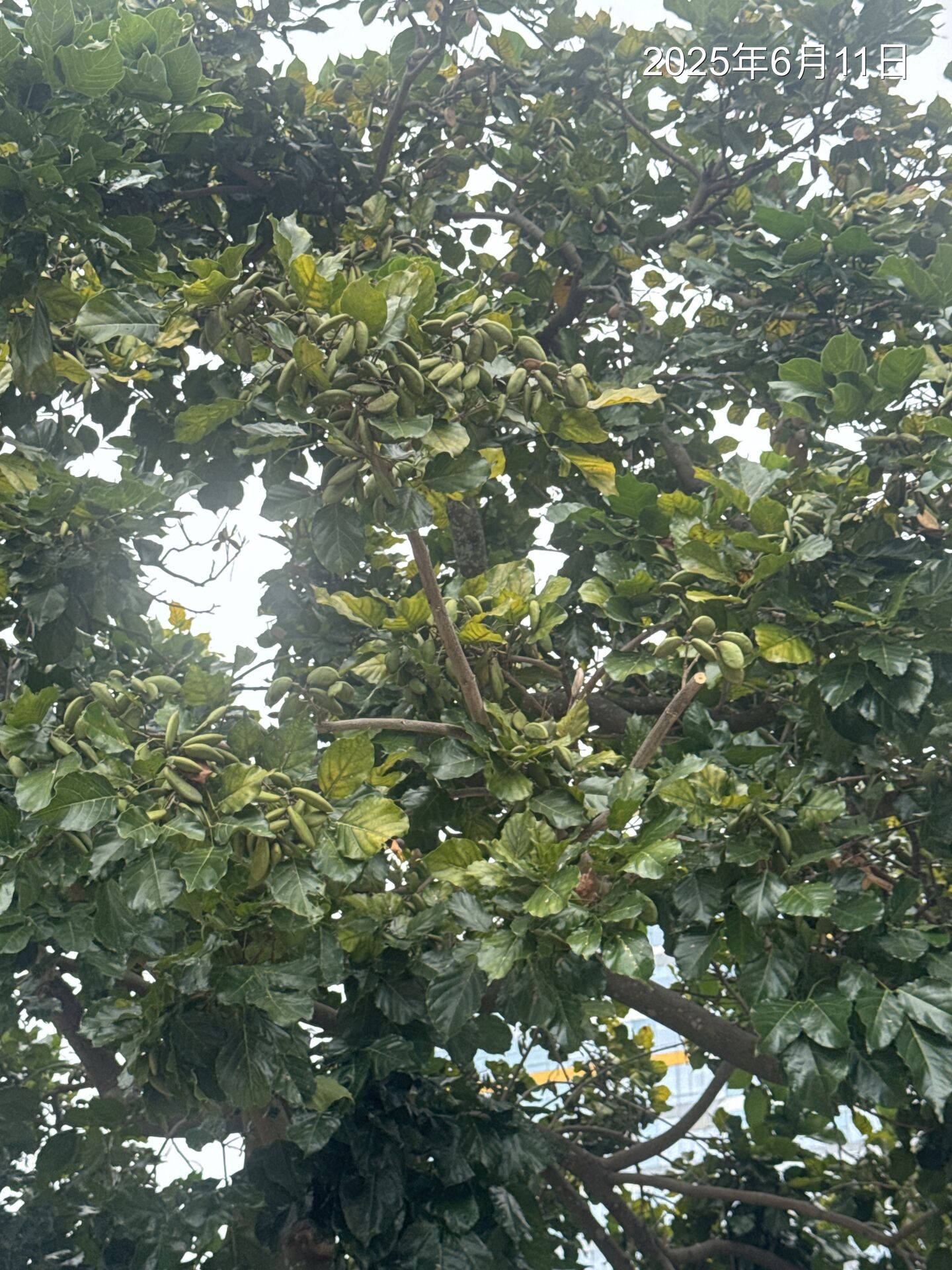 https://www.fa.gov.hk/Pongamia pinnata