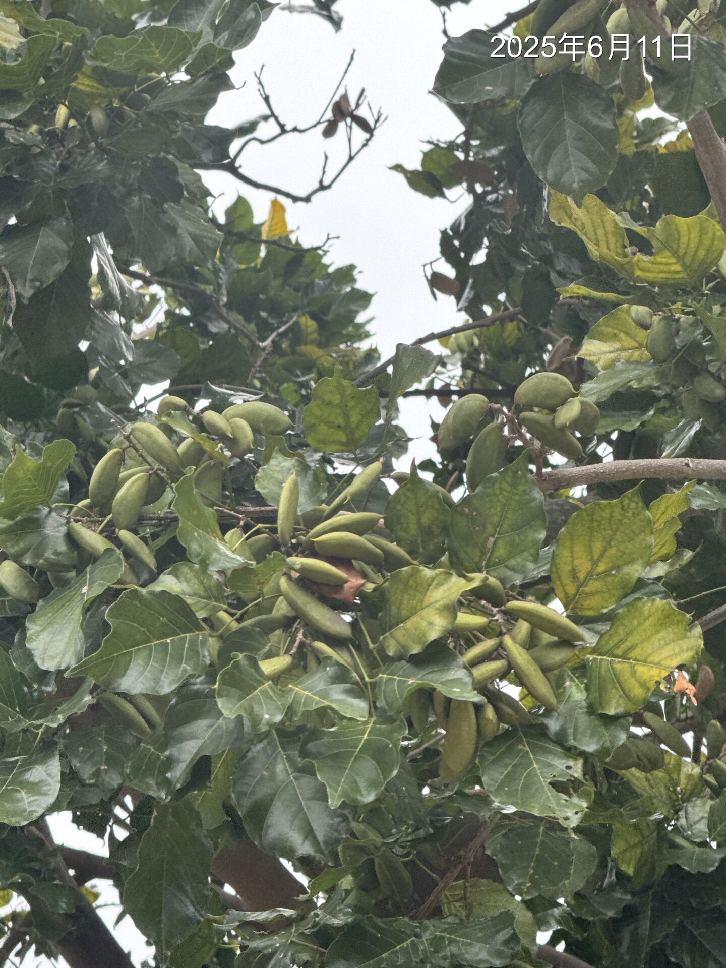 https://www.fa.gov.hk/Pongamia pinnata