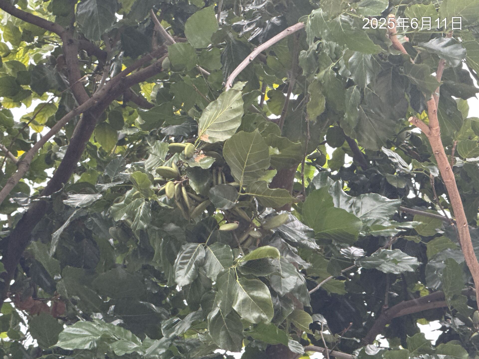 https://www.fa.gov.hk/Pongamia pinnata
