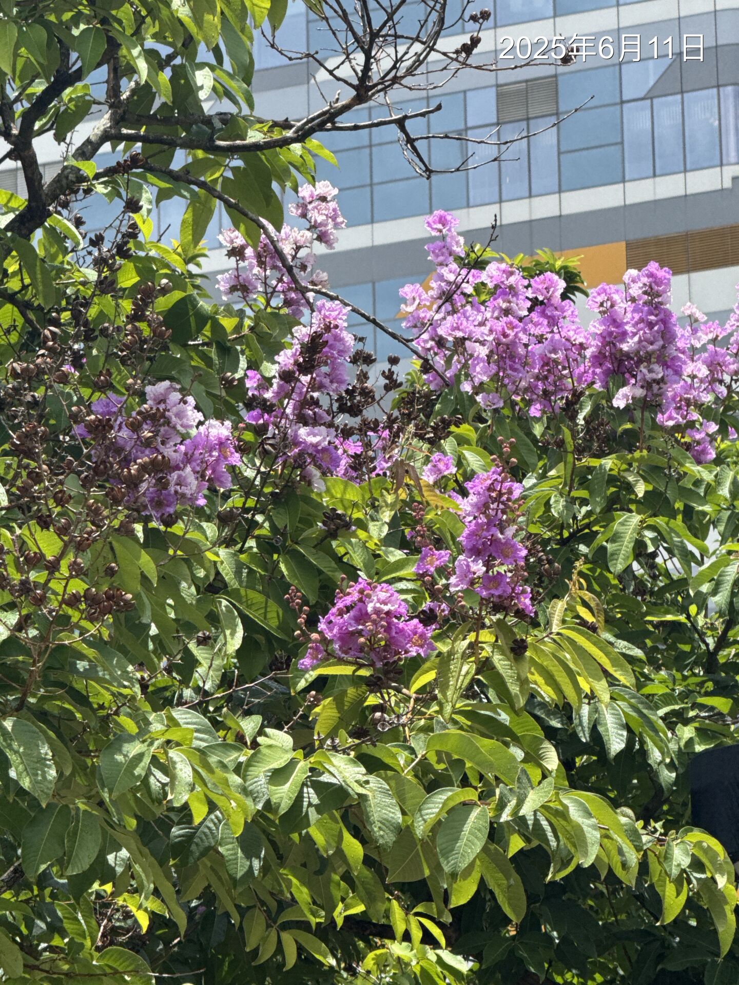https://www.fa.gov.hk/Lagerstroemia speciosa