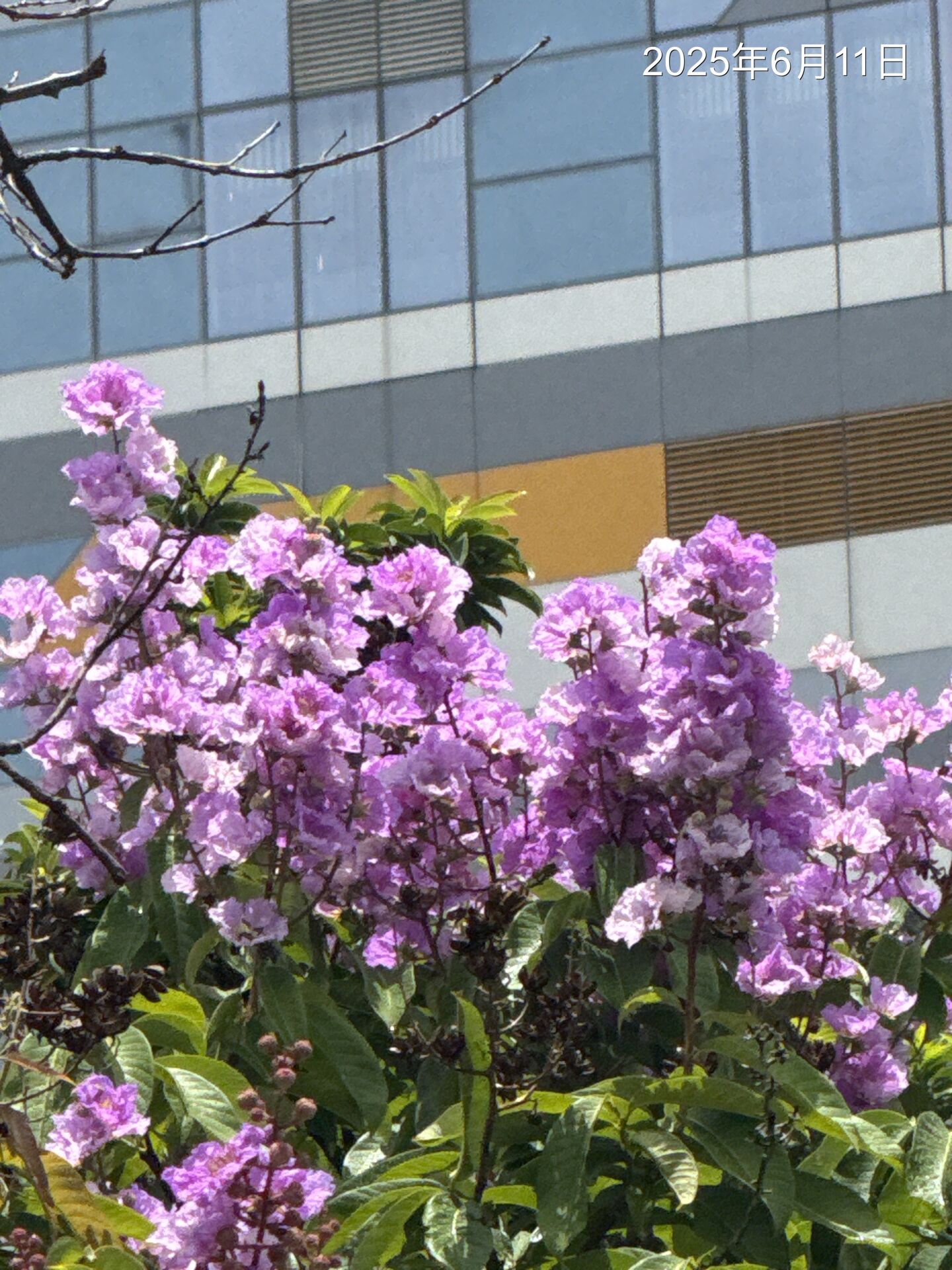 https://www.fa.gov.hk/Lagerstroemia speciosa