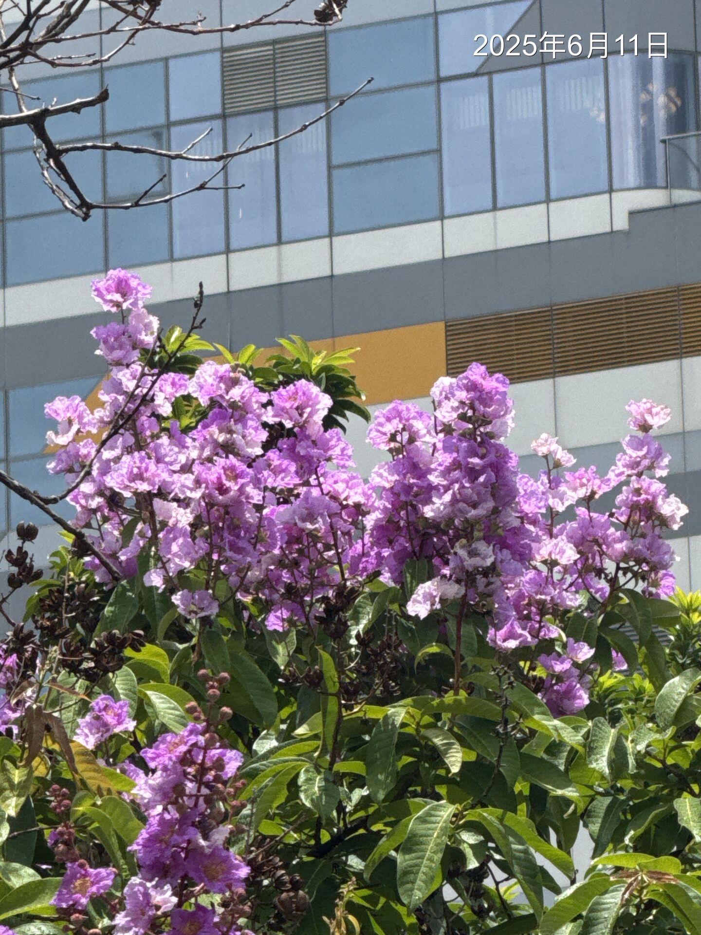https://www.fa.gov.hk/Lagerstroemia speciosa
