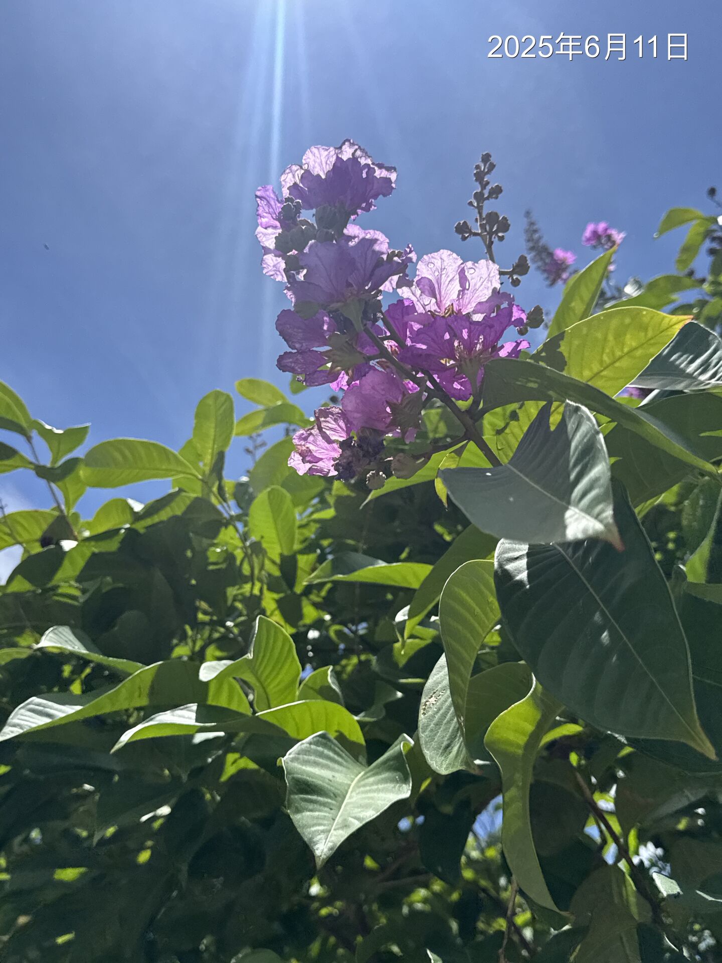 https://www.fa.gov.hk/Lagerstroemia speciosa