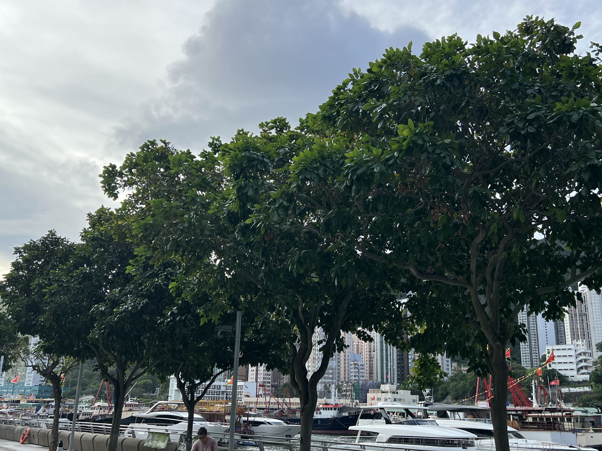 https://www.fa.gov.hk/水黃皮