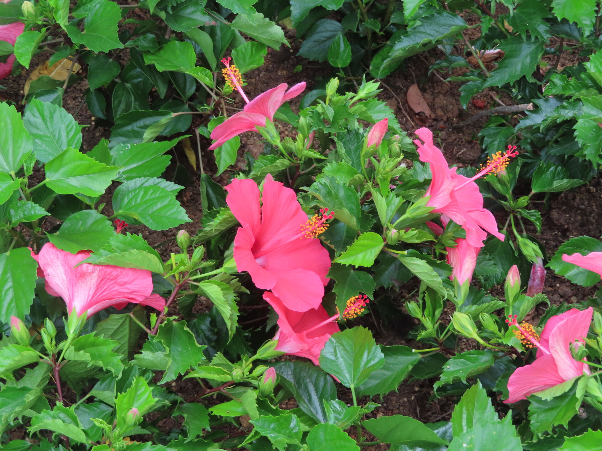 https://www.fa.gov.hk/朱槿(扶桑、大紅花)