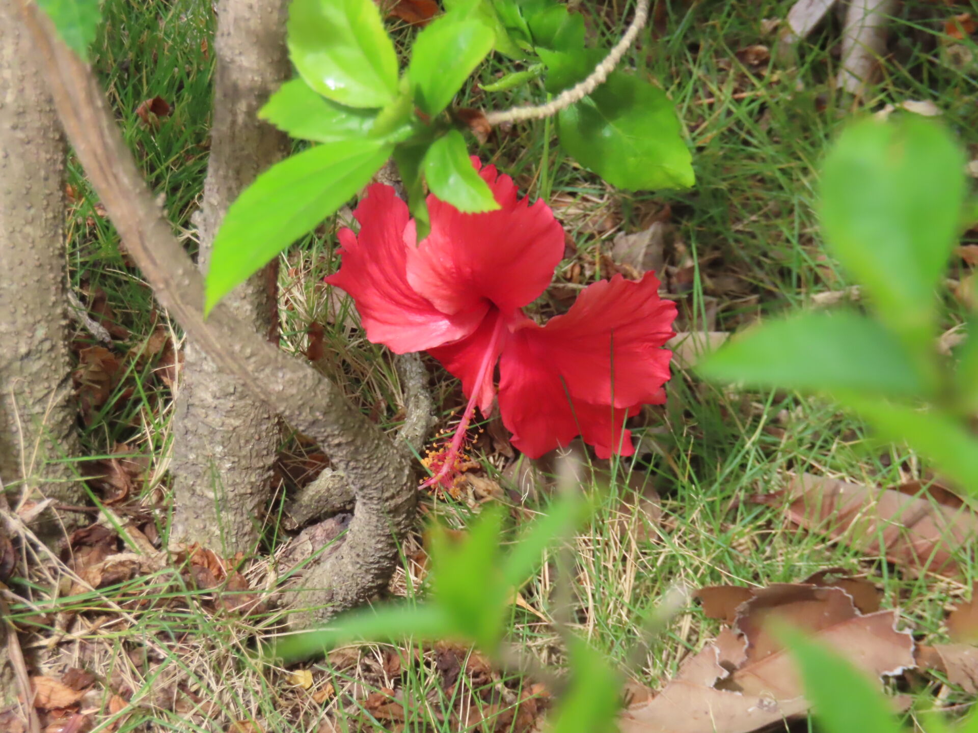 https://www.fa.gov.hk/朱槿(扶桑、大紅花)