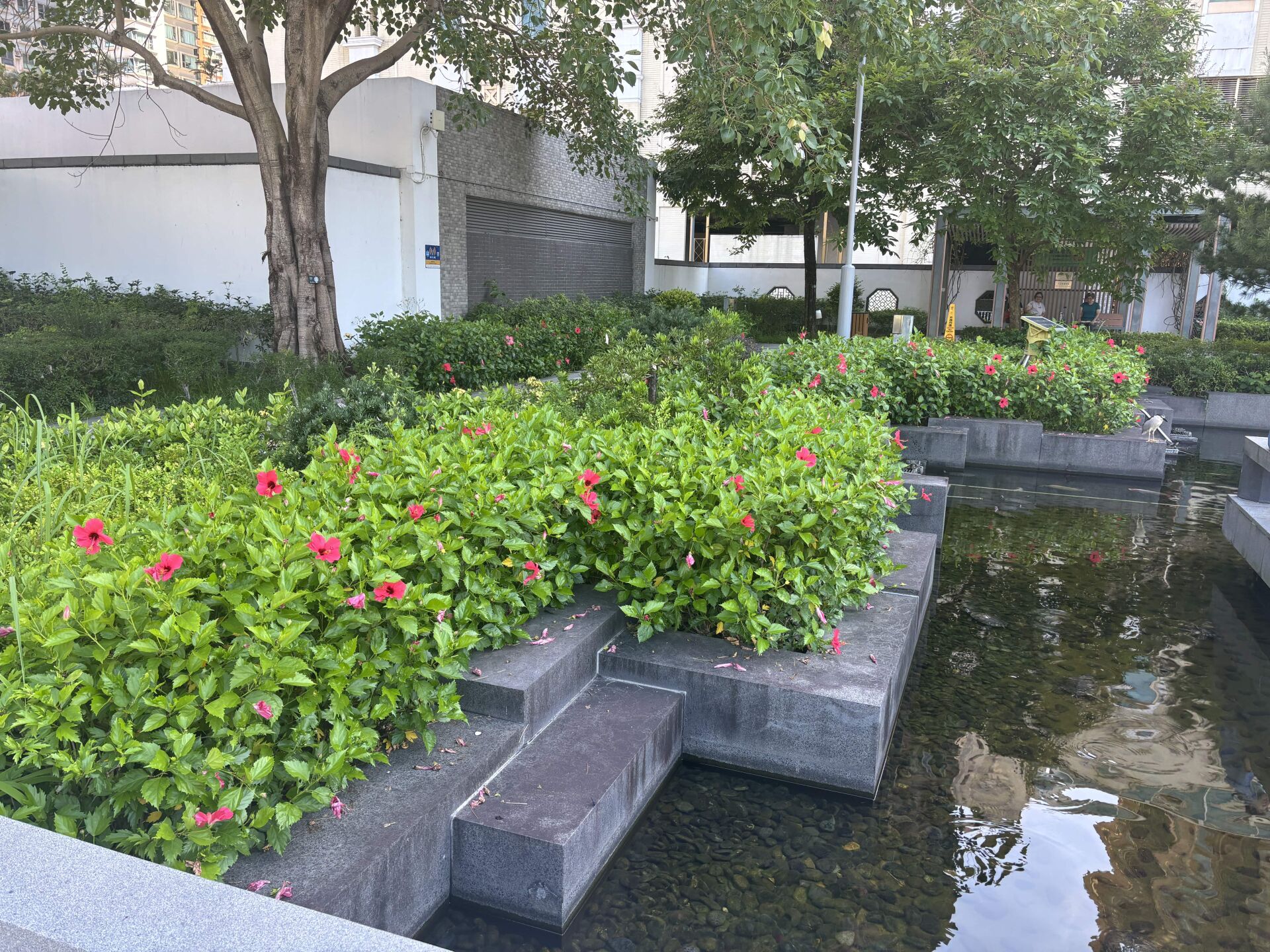 https://www.fa.gov.hk/朱槿(扶桑、大紅花)