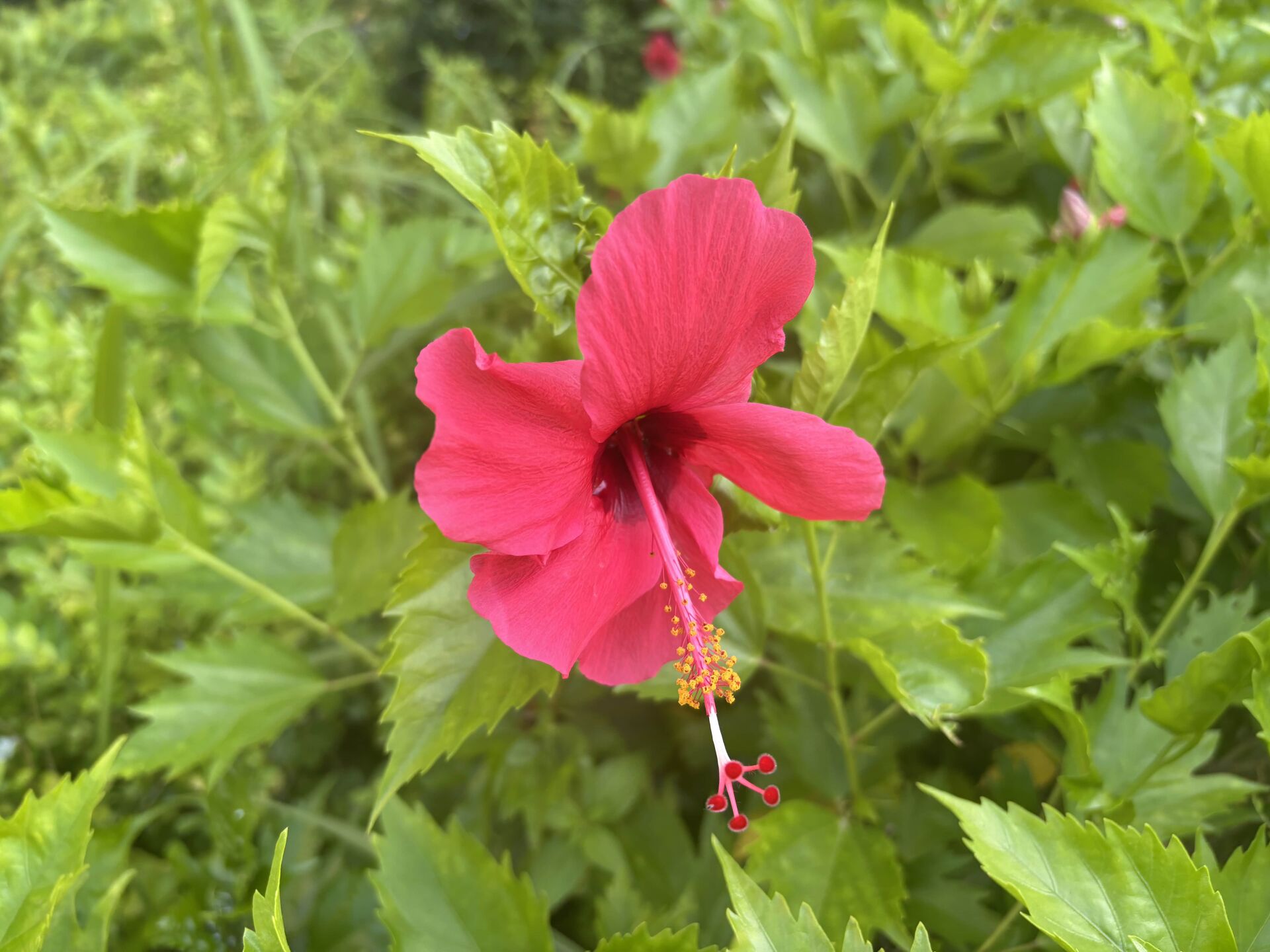 https://www.fa.gov.hk/朱槿(扶桑、大紅花)