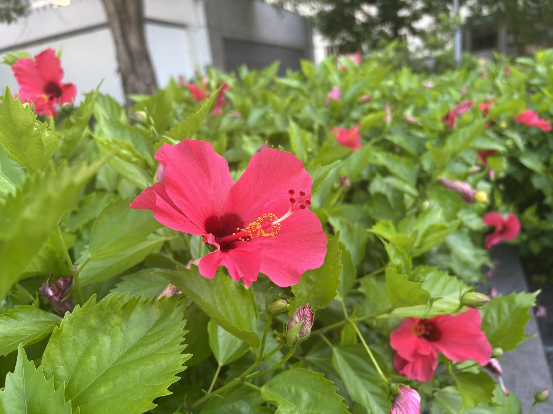 https://www.fa.gov.hk/朱槿(扶桑、大紅花)