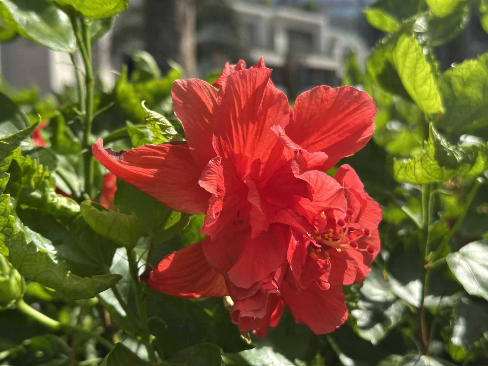 https://www.fa.gov.hk/重瓣朱槿/大紅花