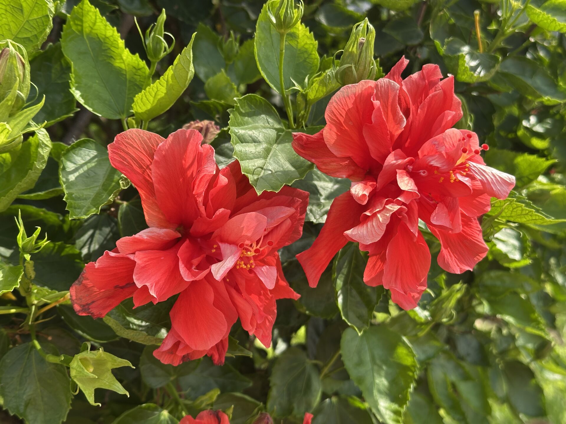 https://www.fa.gov.hk/重瓣朱槿/大紅花