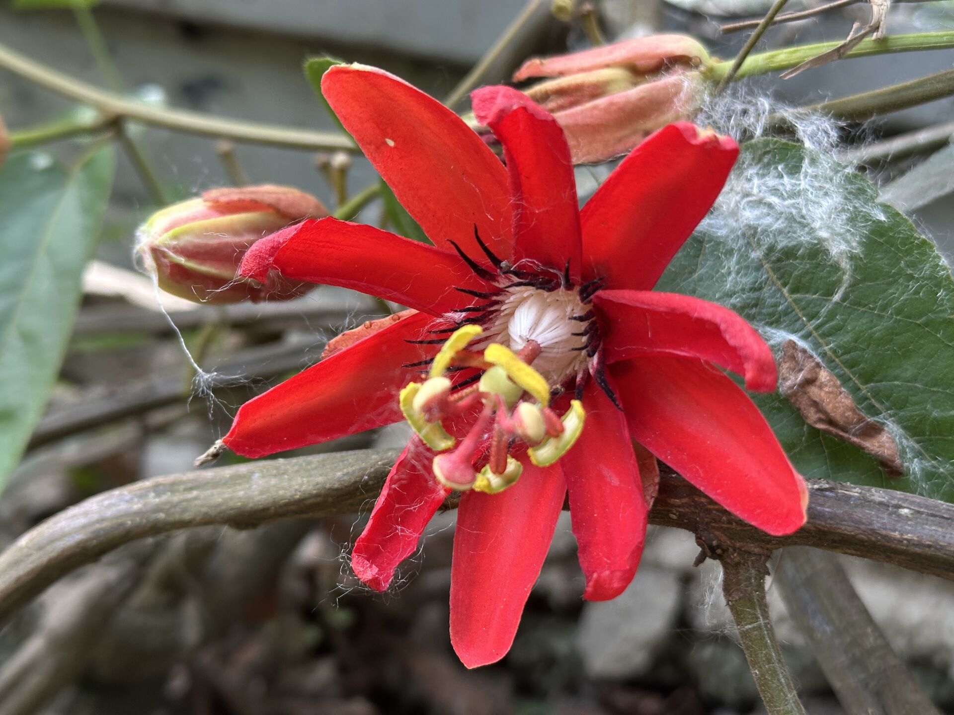 https://www.fa.gov.hk/紅花西番蓮