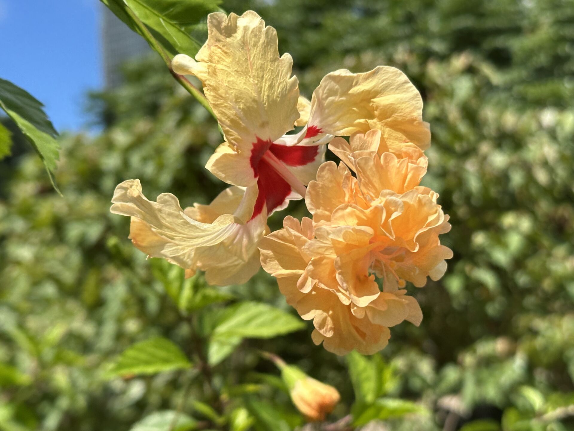 https://www.fa.gov.hk/重瓣朱槿/大紅花