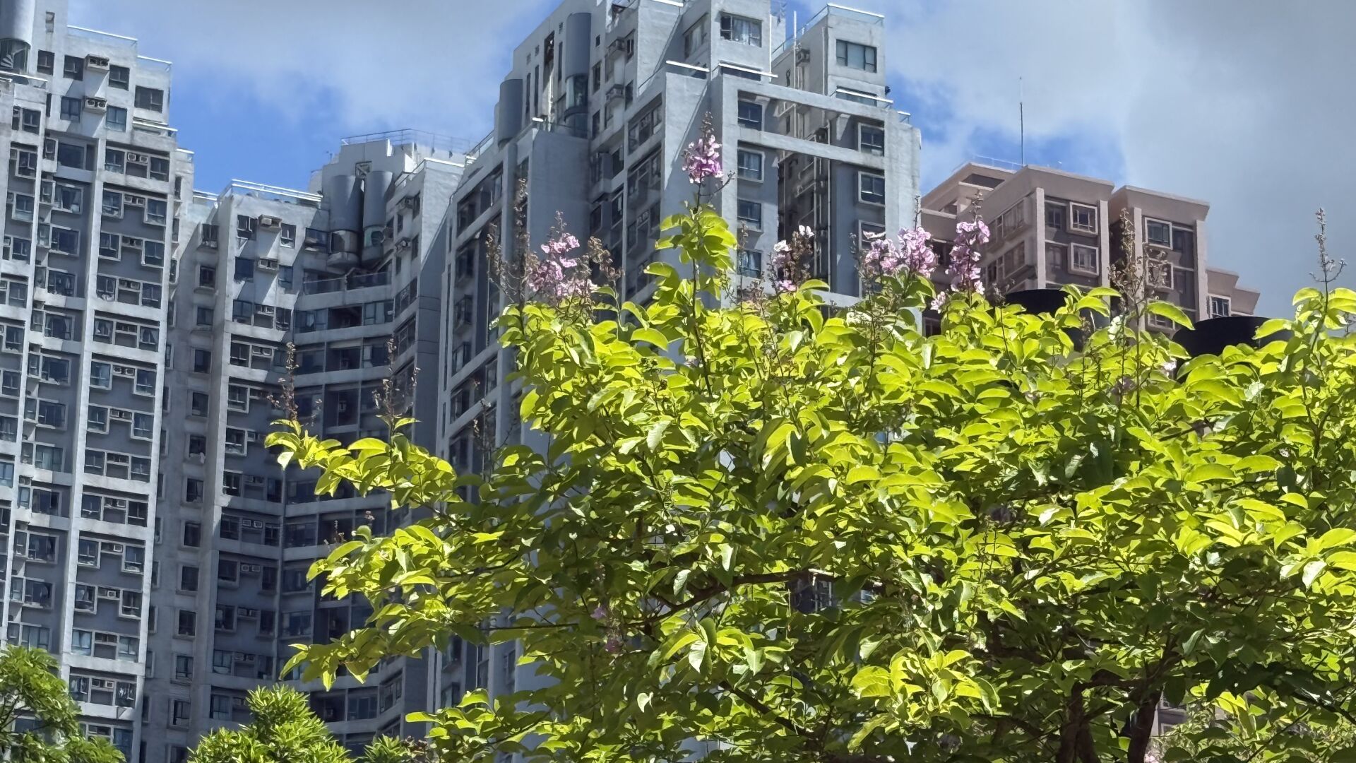 https://www.fa.gov.hk/大花紫薇(洋紫薇)