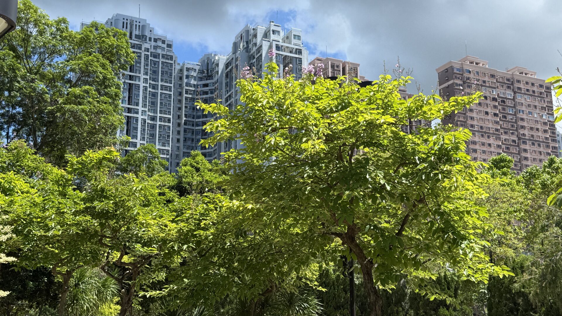 https://www.fa.gov.hk/大花紫薇(洋紫薇)