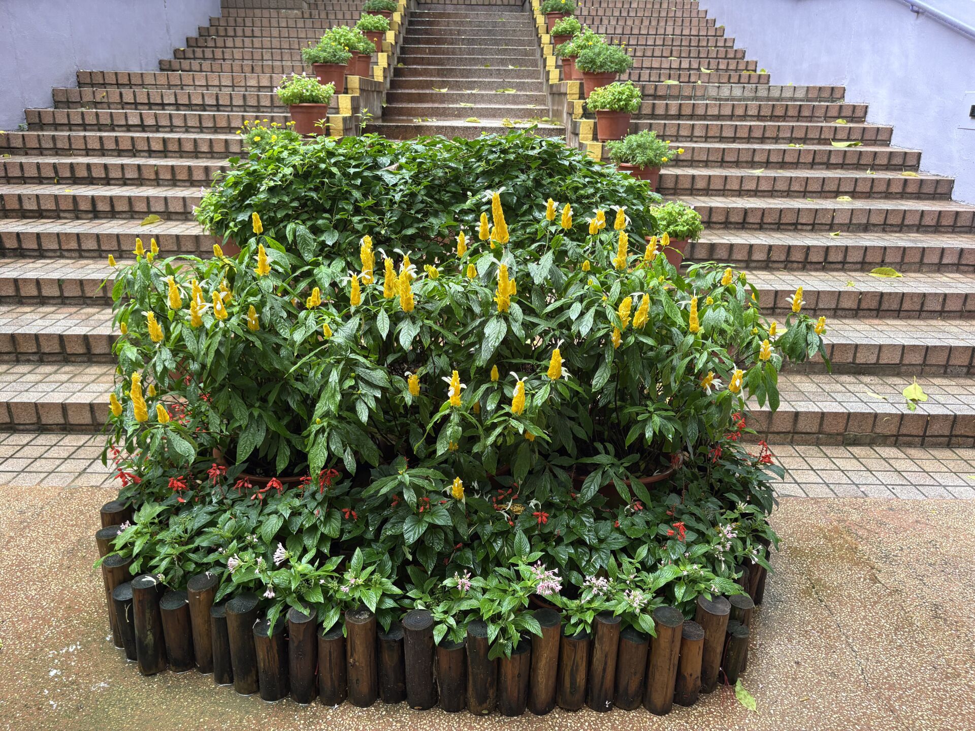 https://www.fa.gov.hk/金苞花(黃鴨咀花)